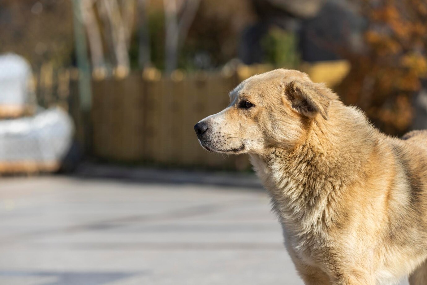 Encerrado cadastro para castração gratuita de cães e gatos