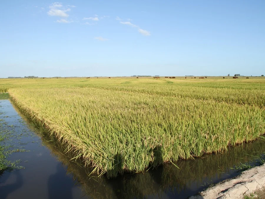 Foto : Paulo Lanzetta / Embrapa Clima Temperado