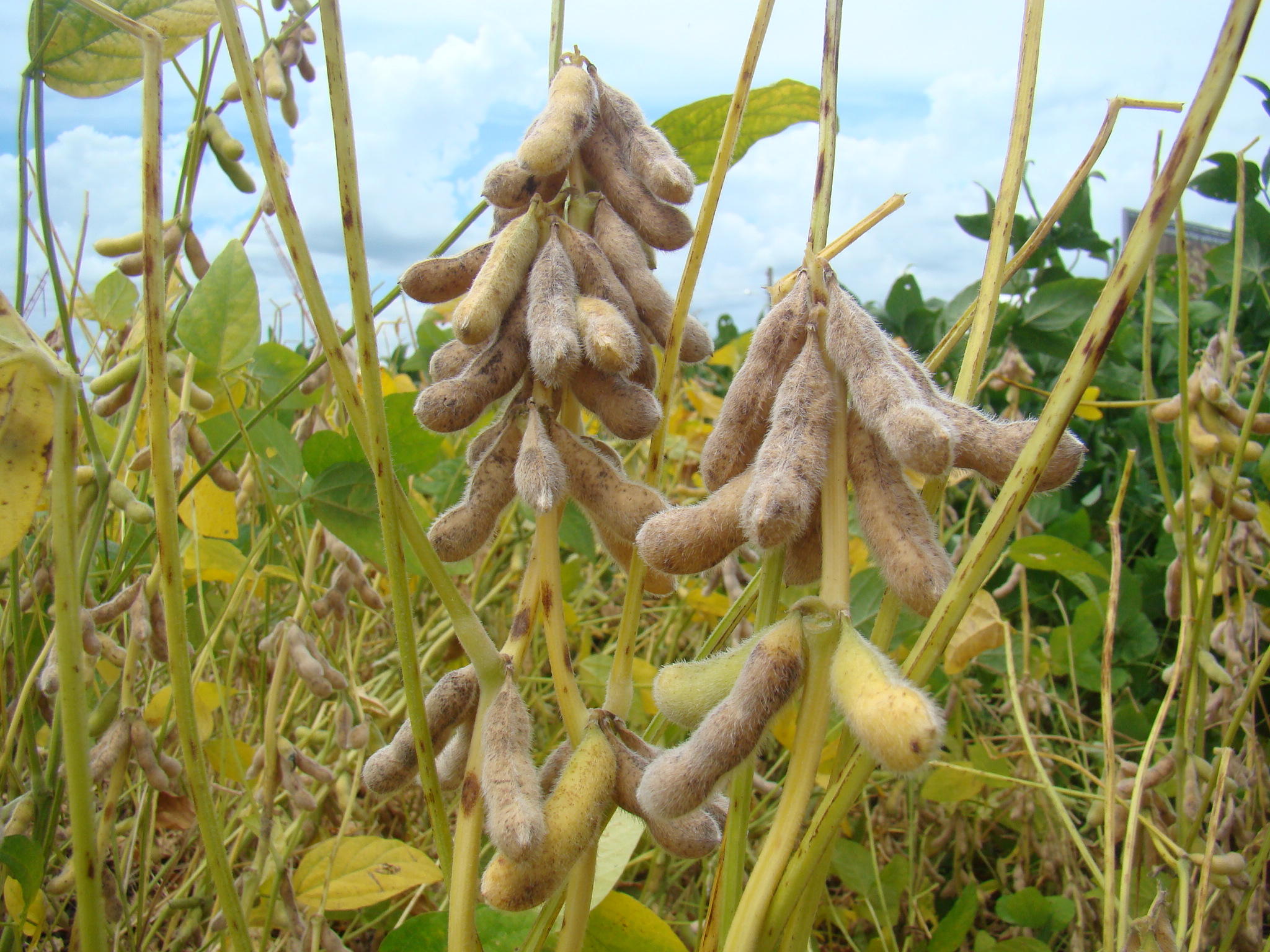 Foto: Yvi Leise/Embrapa