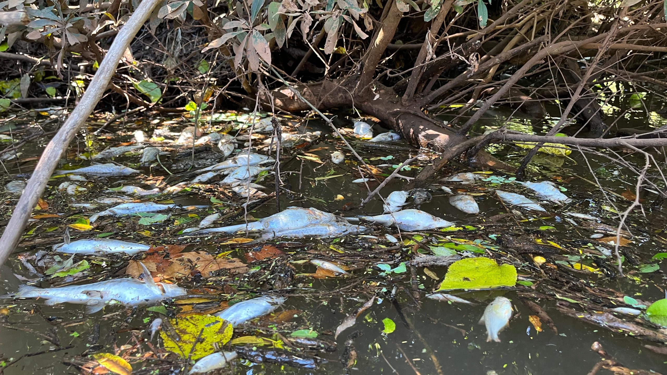peixes 3 Foto: Marcio Steiner